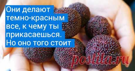 15 растений, которые всем своим видом показывают, что мать-природа та еще фантазерка Вы когда-нибудь видели картофель ядерного фиолетового цвета? А смесь клубники и ананаса? Это не картина Ван Гога и не кадры артхаусного фильма, а вполне реальные фрукты и овощи. Чтобы их увидеть, совсем не обязательно ехать на другой конец земного шара, достаточно посмотреть нашу подборку.