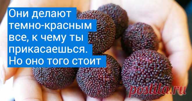 15 растений, которые всем своим видом показывают, что мать-природа та еще фантазерка Вы когда-нибудь видели картофель ядерного фиолетового цвета? А смесь клубники и ананаса? Это не картина Ван Гога и не кадры артхаусного фильма, а вполне реальные фрукты и овощи. Чтобы их увидеть, совсем не обязательно ехать на другой конец земного шара, достаточно посмотреть нашу подборку.