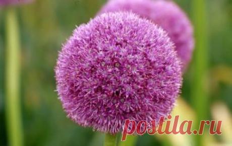 Все о декоративном чесноке: правила ухода, возможность применения в пищу Декоративный чеснок – полезное, красивое растение, которое используется в медицине, дизайне, косметологии и даже в мистических ритуалах. Сажать его и ухаживать за ним просто, если освоить ряд основ, к...