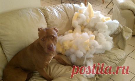 Смешные животные: когда дома скучно. Подборка забавных фото | уДачная жизнь | Яндекс Дзен