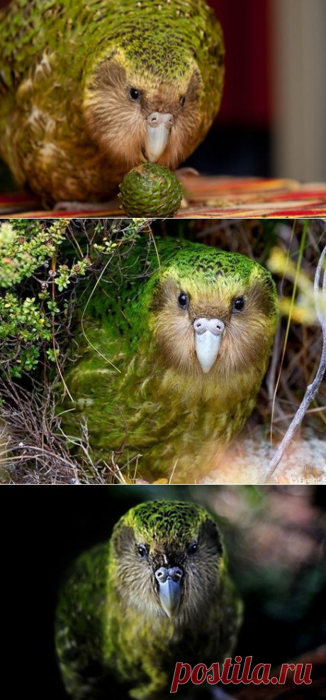 Какапо / nibler.ru / Surfingbird.ru