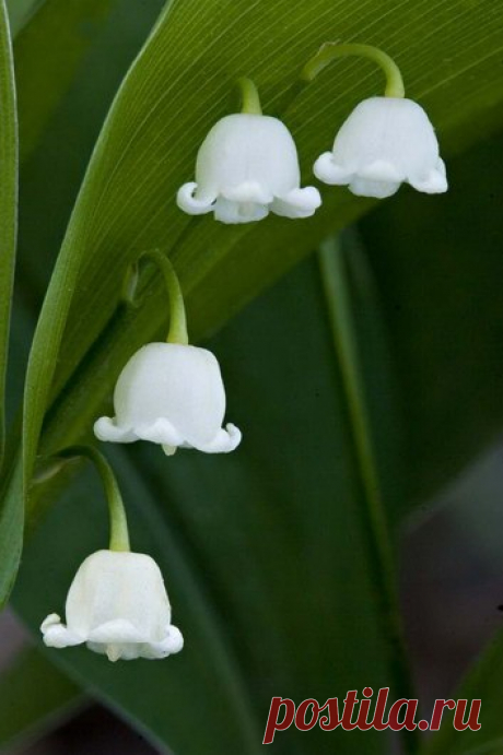 Я люблю ✿ ЦВЕТЫ ✿ | I ♥ Flowers
