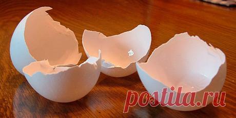 КАК И В КАКОМ ВИДЕ МОЖНО ИСПОЛЬЗОВАТЬ ЯИЧНУЮ СКОРЛУПУ НА ДАЧЕ? 3 полезных совета - Все растет! Сад, дача, огород — LiveJournal