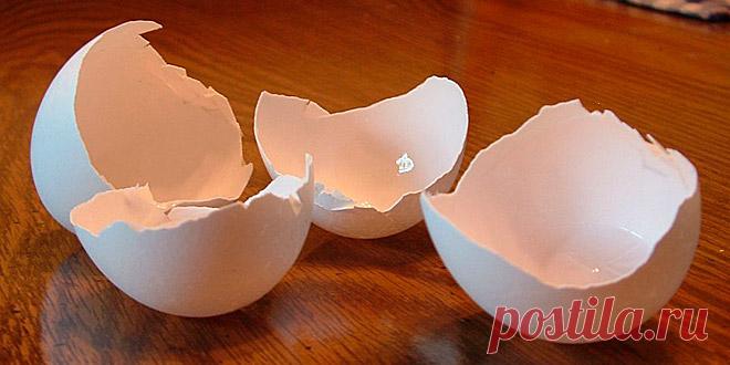 КАК И В КАКОМ ВИДЕ МОЖНО ИСПОЛЬЗОВАТЬ ЯИЧНУЮ СКОРЛУПУ НА ДАЧЕ? 3 полезных совета - Все растет! Сад, дача, огород — LiveJournal