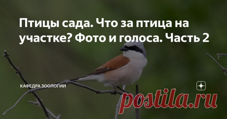Птицы сада. Что за птица на участке? Фото и голоса. Часть 2 Садовый участок может стать домом для нескольких десятков видов птиц, поэтому статью пришлось разбить на две. ЧИТАТЬ ПЕРВУЮ ЧАСТЬ ЗДЕСЬ Продолжаем. Обыкновенный скворец Скворец в брачном наряде невероятно красив. Этих птиц знают все именно из-за того, что они охотно селятся рядом с человеком, в том числе в специально изготовленных для них скворечниках. Скворцы - замечательные певцы и пересмешники, про них у меня е...