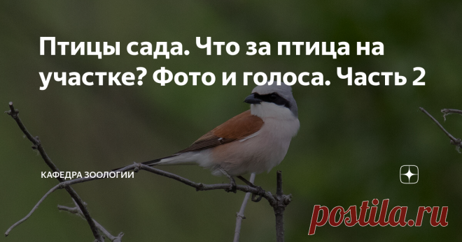 Птицы сада. Что за птица на участке? Фото и голоса. Часть 2 Садовый участок может стать домом для нескольких десятков видов птиц, поэтому статью пришлось разбить на две. ЧИТАТЬ ПЕРВУЮ ЧАСТЬ ЗДЕСЬ Продолжаем. Обыкновенный скворец Скворец в брачном наряде невероятно красив. Этих птиц знают все именно из-за того, что они охотно селятся рядом с человеком, в том числе в специально изготовленных для них скворечниках. Скворцы - замечательные певцы и пересмешники, про них у меня е...