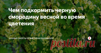 Чем подкормить черную смородину весной во время цветения Черная смородина дает обильный урожай крупных ягод только в том случае, если растение хорошо удобрено. Особенно смородина нуждается в подкорке в период цветения, когда растение направляет все элементы на формирование ягод, а на поддержание куста ничего не остается.