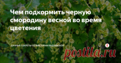 Чем подкормить черную смородину весной во время цветения Черная смородина дает обильный урожай крупных ягод только в том случае, если растение хорошо удобрено. Особенно смородина нуждается в подкорке в период цветения, когда растение направляет все элементы на формирование ягод, а на поддержание куста ничего не остается.