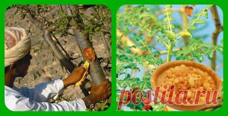 Босвеллия – знакомая незнакомка. Как, вы не знаете, что такое босвеллия? Зато слово «ладан» знакомо всем, а ладан – это смола дерева босвеллии, недаром его называют ладанным.