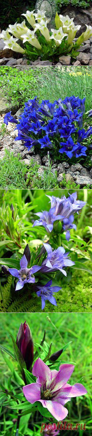 Горечавки | Самоцветик