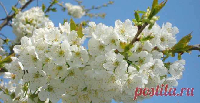 Формирование кроны испанским кустом - GreenMarket