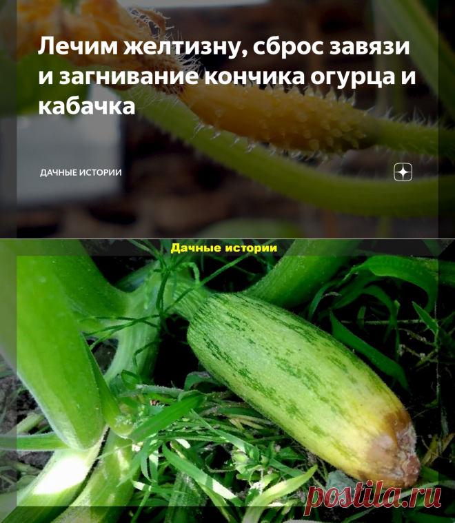 Лечим желтизну, сброс завязи и загнивание кончика огурца и кабачка | Дачные истории | Яндекс Дзен