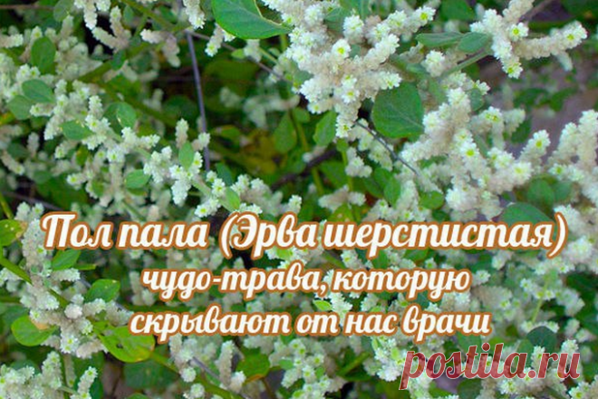Пол-пала, чудо- трава Эрва- шерстистая. · Страница 2 из 2 · Удивительный мир