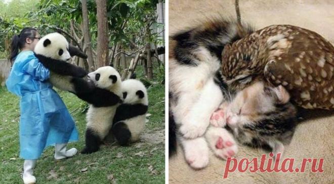 20 добрых фото дружелюбных животных