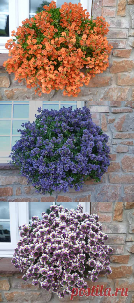 Многоликая диасция  для цветника