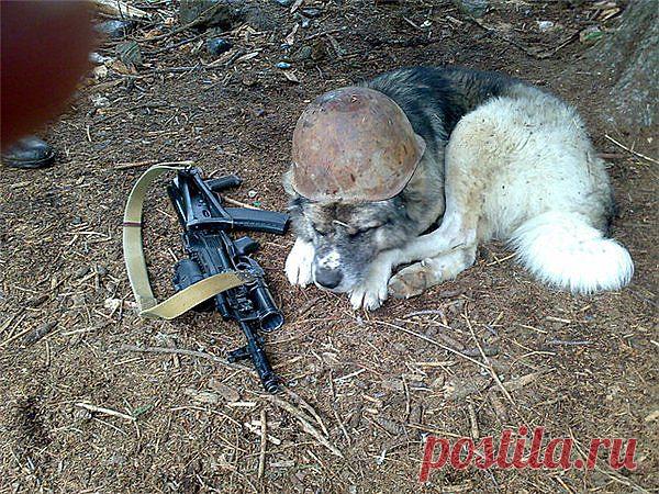 картинки,которые берут за душу..