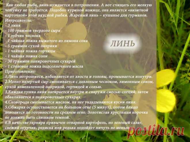 Рецепты - Линь