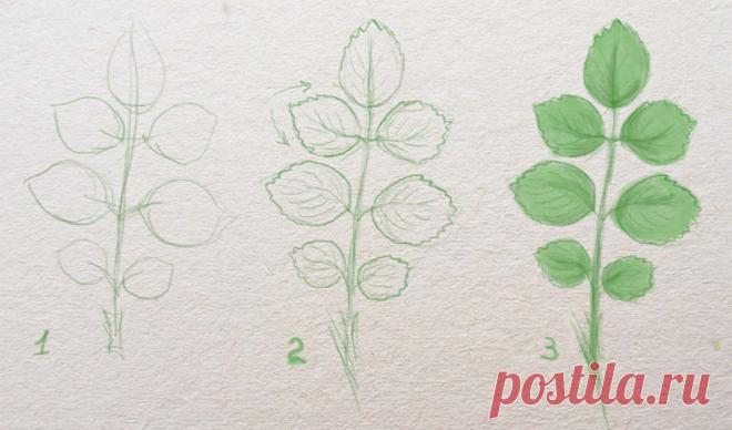 Как нарисовать розу поэтапно карандашом для начинающих