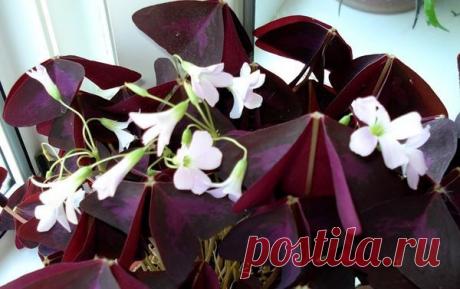 МИР РАСТЕНИЙ. Кислица | Хвастунишка