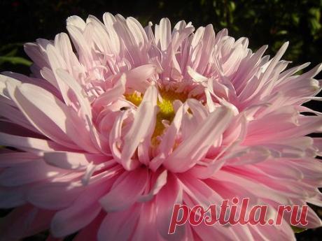 Астра - королева осеннего цветника..