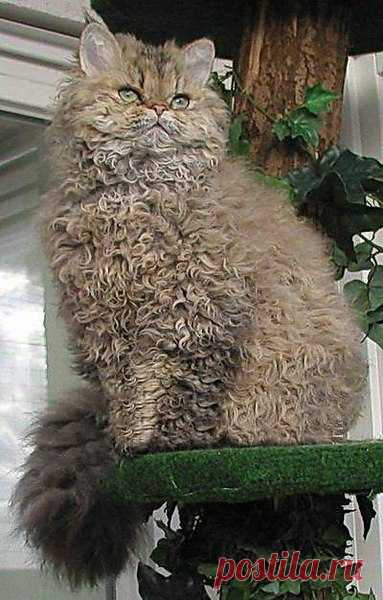 (10) Мой Мир@Mail.Ru