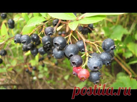 Как выращивать голубику  Советуют профессионалы