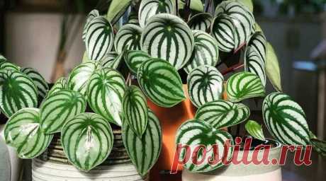 Фото: Пеперомия Аргирея (арбузная) (Peperomia argyreia) | Комнатные цветы и растения