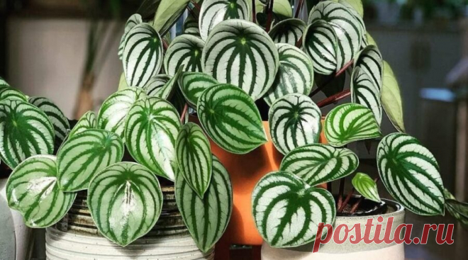 Фото: Пеперомия Аргирея (арбузная) (Peperomia argyreia) | Комнатные цветы и растения
