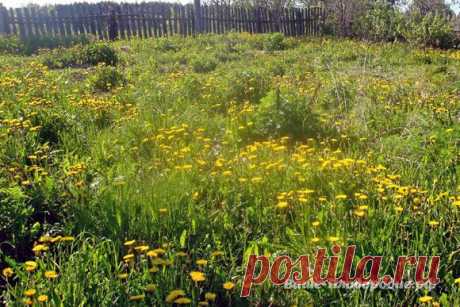 Грядка сельдерея — за два часа — Ваше Плодородие
