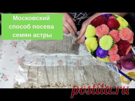 С цветами по жизни!: Московский способ посева семян астры