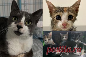 Семью из мамы-кошки и пяти тяжело больных котят спасли в Бронксе. Благодаря круглосуточному уходу малыши окрепли, а их мама ищет новый дом.