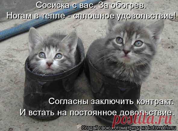 Котоматрица: Случайные котоматрицы