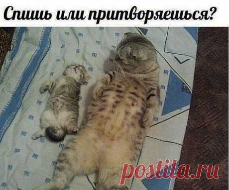 СКОРЕЙ БЫ ЗАСНУЛ , МЕНЯ Ж ВАСЬКА ЖДЕТ