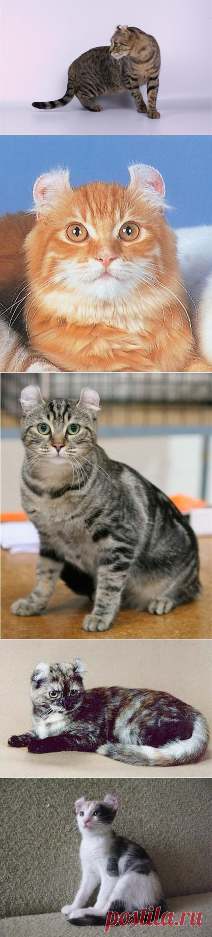 Американский кёрл короткошерстный — Воротила