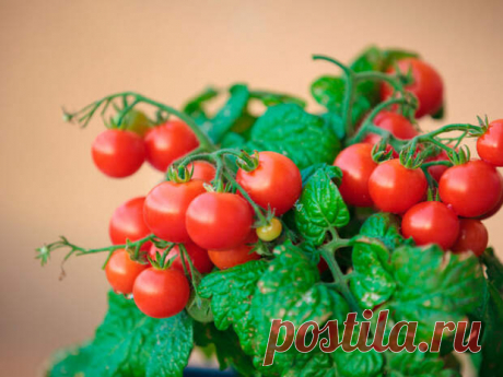 (99+) Выращивание томата черри на подоконнике - Квартира, дом, дача
                                             - 12 ноября
                                             - 43788900249 - Медиаплатформа МирТесен В комнатных условиях можно выращивать довольно много сортов и гибридов томатов. Но более пригодны для выращивания в домашних условиях раннеспелые томаты с невысоким компактным кустом, дружным созреванием плодов. По этим критериям лучшим выбором будут томаты группы че...