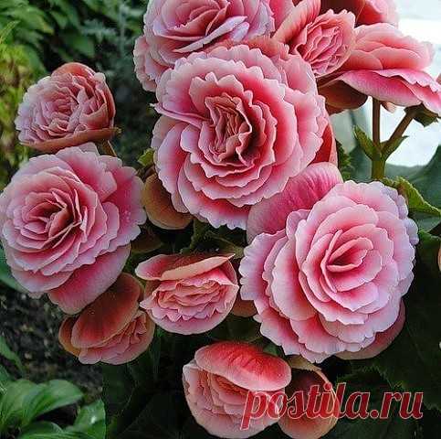 КРАСАВИЦА БЕГОНИЯ НА ПОДОКОННИКЕ

Существуют декоративно-цветущие и декоративно-лиственные виды. Все представители семейства: травянистые, кустовидные и клубневые находятся в состоянии покоя с октября по февраль месяц. Цветы бегонии требуют уход в домашних условиях. Лучше всего бегонии растут и развиваются в полутени. Летом растению требуется обильный полив, а зимой – умеренный. Рекомендовано поливать бегонию теплой водой.

Такой цветок как бегония уход в домашних условиях...