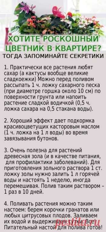 ПОДКОРМКА ДОМАШНИХ РАСТЕНИЙ