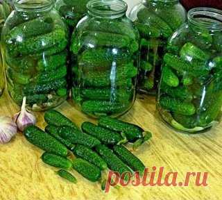 Огурцы 