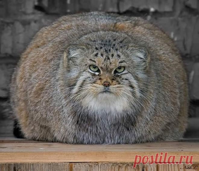 Mega-Chonker Of A Cat Looks Adorably Angry (16 Pics) - I Can Has Cheezburger?