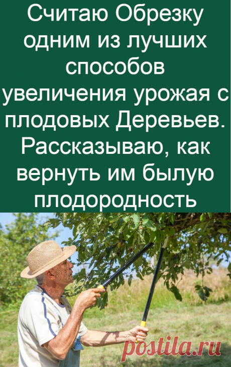 Считаю Обрезку одним из лучших способов увеличения урожая с плодовых Деревьев. Рассказываю, как вернуть им былую плодородность