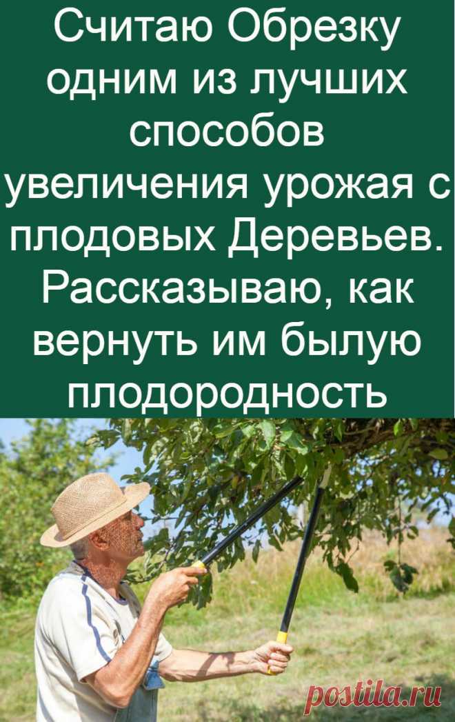Считаю Обрезку одним из лучших способов увеличения урожая с плодовых Деревьев. Рассказываю, как вернуть им былую плодородность