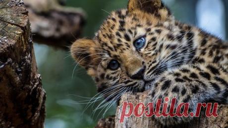 «Я – самый редкий представитель мира кошачьих – дальневосточный леопард. Во всём мире нас осталось всего 57. »