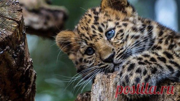 «Я – самый редкий представитель мира кошачьих – дальневосточный леопард. Во всём мире нас осталось всего 57. »