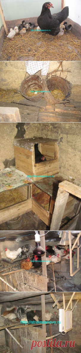 Как вырастить цыплят