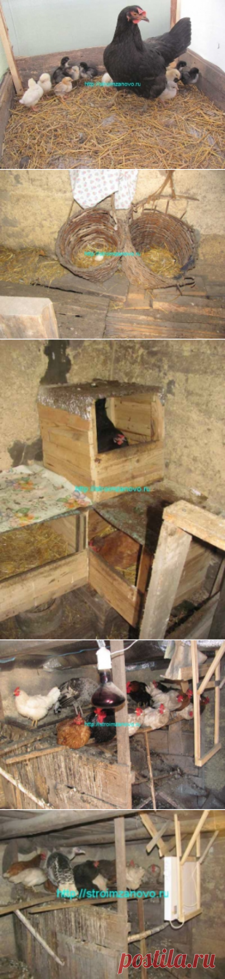 Как вырастить цыплят