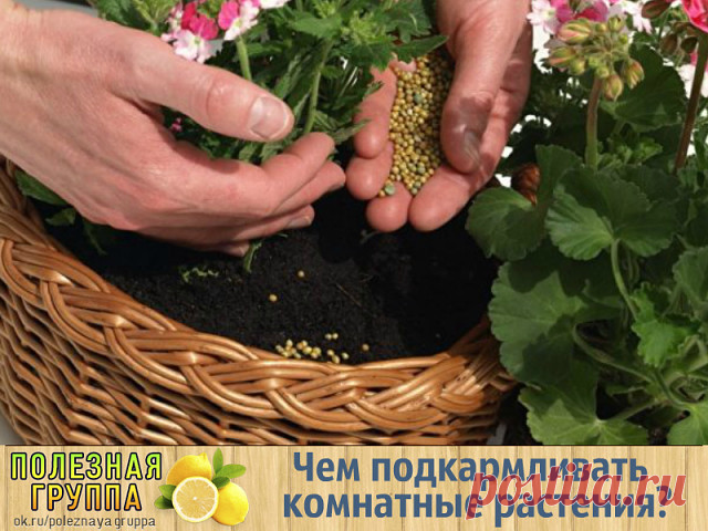 Секрет роскошного комнатного цветника прост: растения нужно хорошо подкармливать, иначе не дождаться ни пышной листвы, ни хорошего цветения. Жесткая 