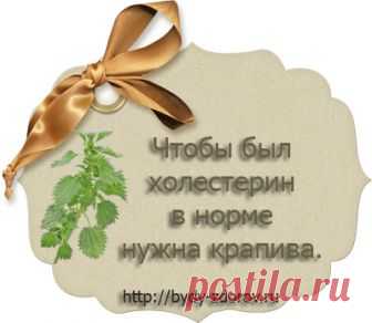 Чтобы был холестерин в норме нужна крапива