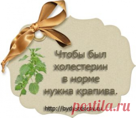 Чтобы был холестерин в норме нужна крапива