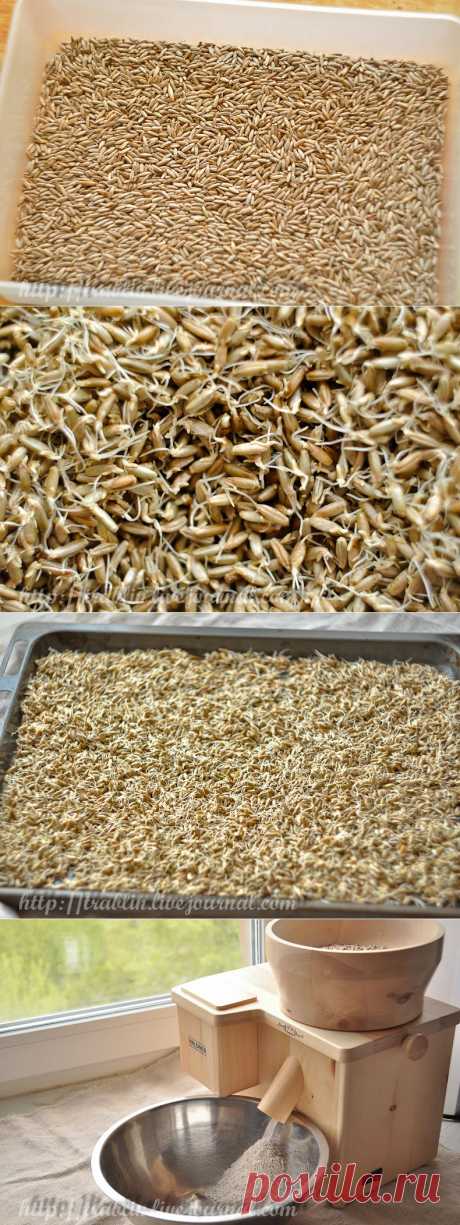 Записки кулинарного озорника Солод белый неферментированный Приготовление в домашних условиях