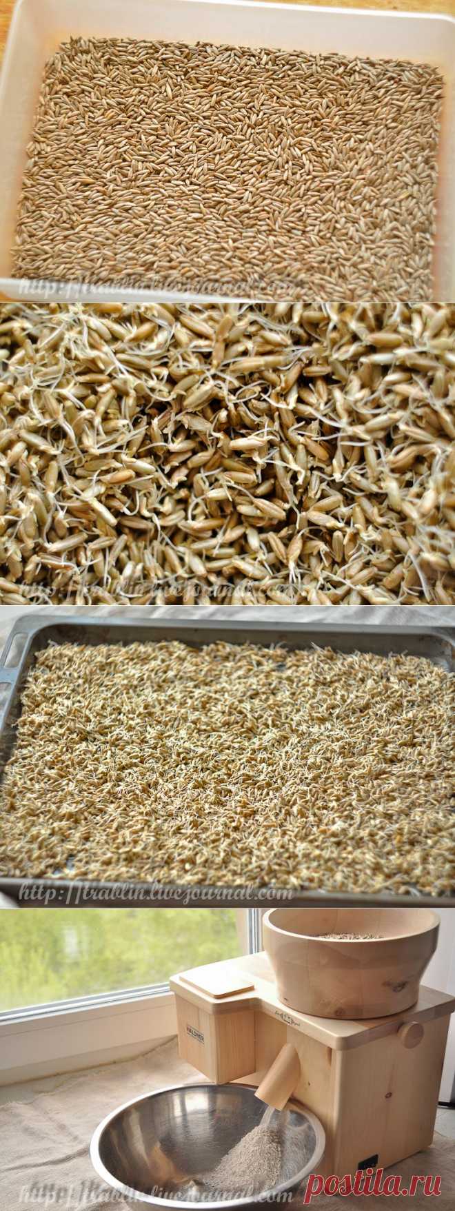 Записки кулинарного озорника Солод белый неферментированный Приготовление в домашних условиях